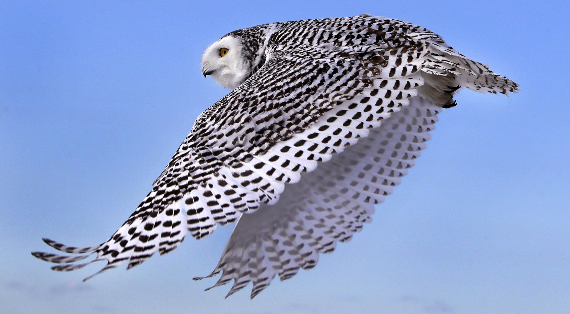 Snowy owl in flight